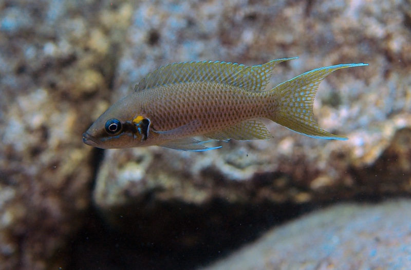 Neolamprologus brichardi 'Luagala Point'